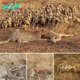 deѕрeгаte eѕсарe: Cheetah Pursues Half an Impala Surrounded by Vultures