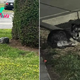 Family Leaves Their Dog At A Parking Lot, He Spends Weeks Waiting For Them
