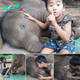 The Young Protector: A Boy’s Quest to Safeguard the Peaceful Slumber of a Baby Elephant ‎