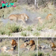 Wild Drama Unleashed: Lionesses’ Bold Assault on Returning Male Lion Ignites Nature’s Fury with Intensity. tm