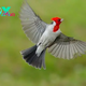 QL Unveil the astonishing Red-Capped Cardinal, a сгіmѕoп majesty of the avian world