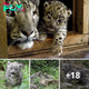 Lamz.Bonjour Bébé: Adorable 35-Day-Old Snow Leopard Cub Makes Debut in French Zoo (Video)