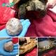 Unbeliable Moments! Amazing Moment: Gigantic Bladder Stone Removed from 82-Year-Old Tortoise by Incredible Work from Two Vets