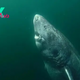 FS Learn about This 512-Year-Old GreenLand Shark Is Considered the Oldest Living Shark on the Planet