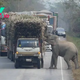 FS The poor hungry Elephant stopped the truck to steal their bundles of sugar cane