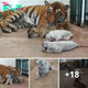 Lamz.Adorable Arrival: Witness the Beauty of Four Colorful Tiger Cubs, Just 15 Days Old, in Their Enchanting Family Video!