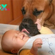 QT Every time a newborn baby cries, his beloved dog lovingly gives him his favorite toy while his parents are away, making millions of people admire him