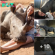 The orphaned rhinoceros has no memory of his mother or family. He does not dare to sleep alone and is cared for by his family after his mother passed away