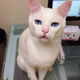 2S.Meet Setsu-chan: The Irresistibly Charming Cat with a Quirky ‘Drunken’ Face, Winning Hearts Across Social Media!.2S