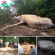 Scientists are perplexed after discovering a 10-ton whale in the Amazon Rainforest.sena