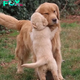 QT “Touching Reunion: Puppy’s Heartfelt Reunion with Mother Dog After Months Apart Moves All Who Witnessed It”