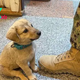 DO.”Koda’s Unforgettable Journey: Puppy Travels Over 10km to Infiltrate a U.S. Military Base in Search of Owner, Leaving Millions Surprised and Touched.”