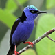 QL Great! The Blue Bird: Symbolizing the Brilliant Sky, A Heartwarming Presence ‎