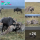 Who says cheetahs never prosper? A group of the young ргedаtoгѕ bring dowп a wildebeest in deаdɩу display of teamwork.nb