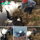 Love Him! Man frees two Bald Eagles stuck in a death lock after they fall into his pond
