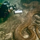 .Jaw-Dropping Discovery: Divers Encounter Enormous Monster Python in Australian River, Revealing Spectacular Wildlife Marvel!..D