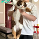 2S.Meet the Irresistibly Chubby Cat: A Heartwarming Encounter That Melts the Hearts of Millions!.2S