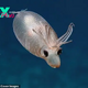 MS “Scientists Encounter Cute ‘Piglet Squid’ 4,500 Feet Beneath the Surface, 1,000 Miles South of Hawaii, on Deep-Sea Expedition” MS