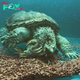 2S.Giant Turtle Feasts on Oversized Crab: Witness the Monstrous Scene Unfold in the U.S.!.2S