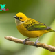QL Discovering the Enchanting World of the Silver-Throated Tanager ‎