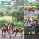 Survival in the Face of Danger: Lone Baboon’s Desperate Stand Against 20 Wild Dogs.HoaiMy