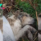 Confused Dog Dumped In Woods Helplessly Waited For A Kind Human To Hear His Cries