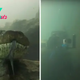 FS Dangerous encounter between the Diver and the amazingly giant Anaconda