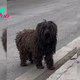 A Sad Pup Who Dragged Her Paws From Door To Door, Begging Villagers For Help Gets Rescued