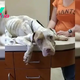 A Kind Person Hugs A Scared Malnourished Pup And Promises Her A New Life Filled With Love