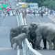 .While crossing, a baby elephant is assisted by its mother, causing a traffic jam..D