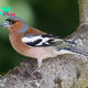 QL Chaffinch Unveiled: Exploring the Extraordinary Beauty of a Captivating Songbird ‎