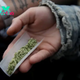Do Americans Have a Constitutional Right to Use Drugs?