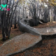 FS A giant whale stranded in the Argentinian forest was discovered by people