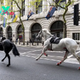 2 Military Horses That Broke Free and Ran Loose Across London Are in Serious Condition