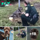 Lamz.Anxiously Awaiting Rescue: The Heartfelt Gesture of a Dog Tied to a Post, Reaching out to the Approaching Police Officer