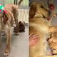 Pregnant Dog Abandoned And Tied Up Outside The Shelter With Her Beloved Teddy Bear