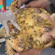 .Incredible Intervention: Sea Turtles Safeguarded from Oyster Hazards in Remarkable Rescue Video!..D