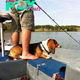 th.What a talented Beagle, not only joining the fishing trip but also successfully nabbing a duck!