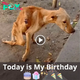 Lamz.Alone on His Special Day: A Solitary Dog’s Yearning for Affection and Support, Touching Hearts Wherever His Story Is Heard