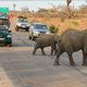 A Beginner’s Guide to Kruger National Park: Discover the Big 5