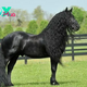 .Meet Frederick the Magnificent: Earth’s Most Exquisite Equine Marvel..D