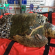 .Fisherman’s Emotional Encounter: Turtle Adrift at Sea with Crushed Shell, Desperate Cries Echoing a Call for Help..D
