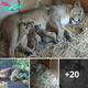 Lamz.New Additions: Three Endangered Lion Cubs Born at London Zoo (Video)