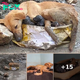 Amidst the debris, a stray dog collapses, clinging to her newborn puppies as she labors with immense effort