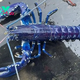 LS ””British Fisherman Astounded by Catching Ultra-Rare Blue Lobster, Nicknamed ‘One in 2 Million,’ and Promptly Sets It Free””
