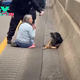 dung..Everyday Heroism Unfolds: U.S. Girl Halts Highway Traffic to Rescue Stranded Dog Bella, Demonstrating Courageous Compassion!..D