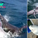 LS ””Astonishing Discovery in Australia: Massive Shark Encounters Unidentified Marine Creature!””