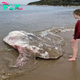 .Captivating Coastal Encounter: Victoria’s Shoreline Mesmerized by the Otherworldly Beauty of a Sunfish’s Presence!..D