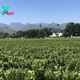 6 Vineyards Not to Miss in the Cape Winelands