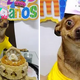QT Celebración conmovedora: un pequeño cachorro lleno de alegría mientras se celebran las festividades de cumpleaños, apreciando los recuerdos creados.
